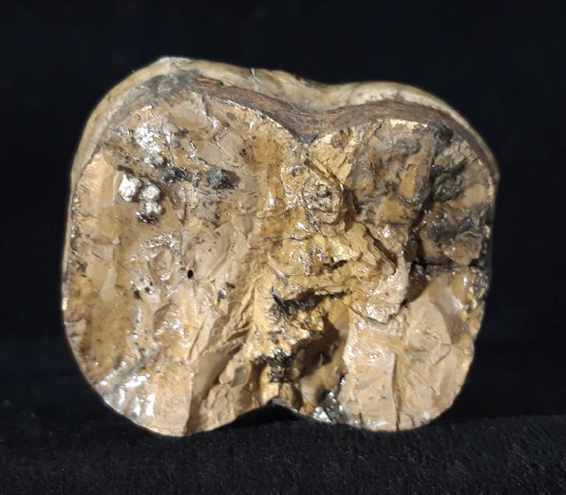 Zahn eines Deinotherium gigantheum (KAUP 1829) - Bild © FossNet FossilienStore